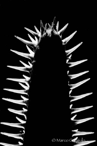 Starfish in BW, Backlight by Marco Gargiulo 